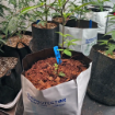 10 gallon Compressed Coco Coir Nacked block