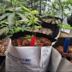 Magic pot coco coir polybag 