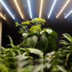 Elite 645w Led Lights	